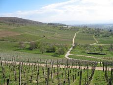 Weil am Rhein Ötlingen 007.jpg